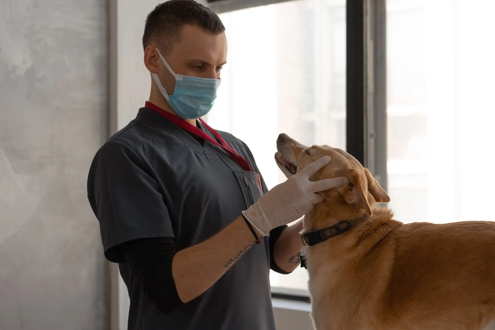 A veterinarian in a mask examining a dog indoors.