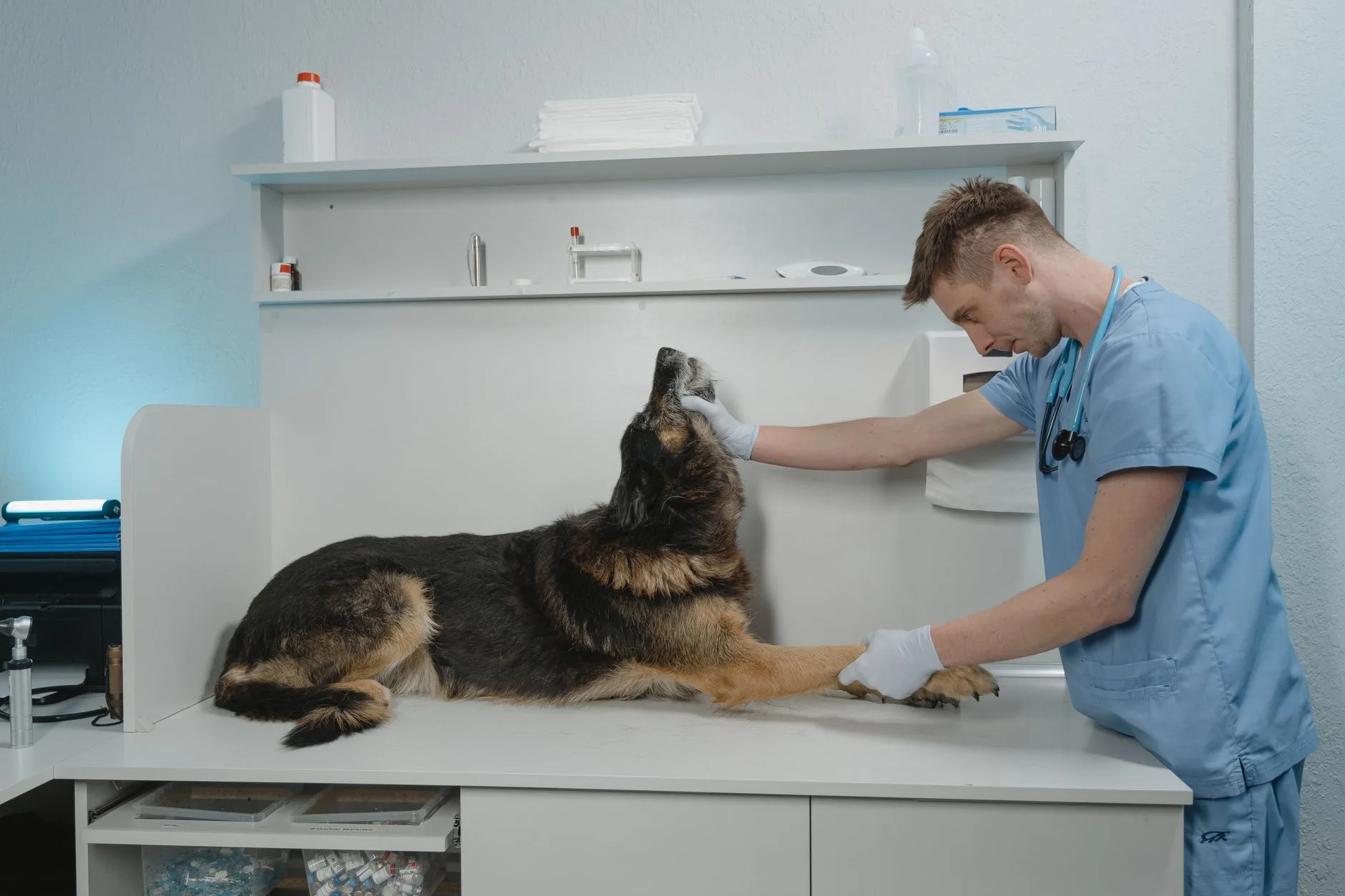 A veterinarian examining a dog in a clinic.